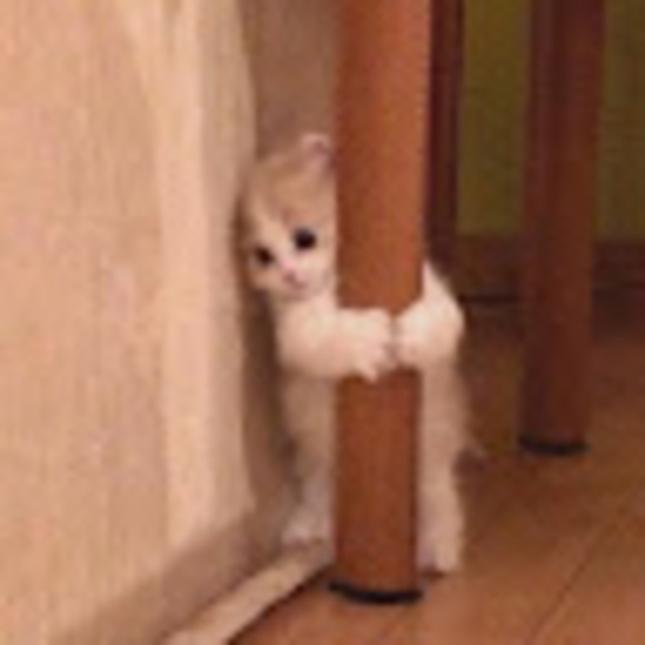 Meet your Posher, Zunerah - Picture 1 of 1